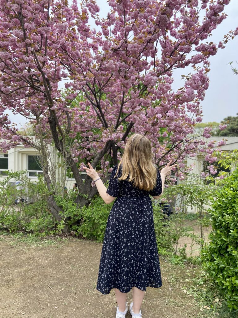 A woman posing with king cherry blossom trees at Boramae Park in Seoul.