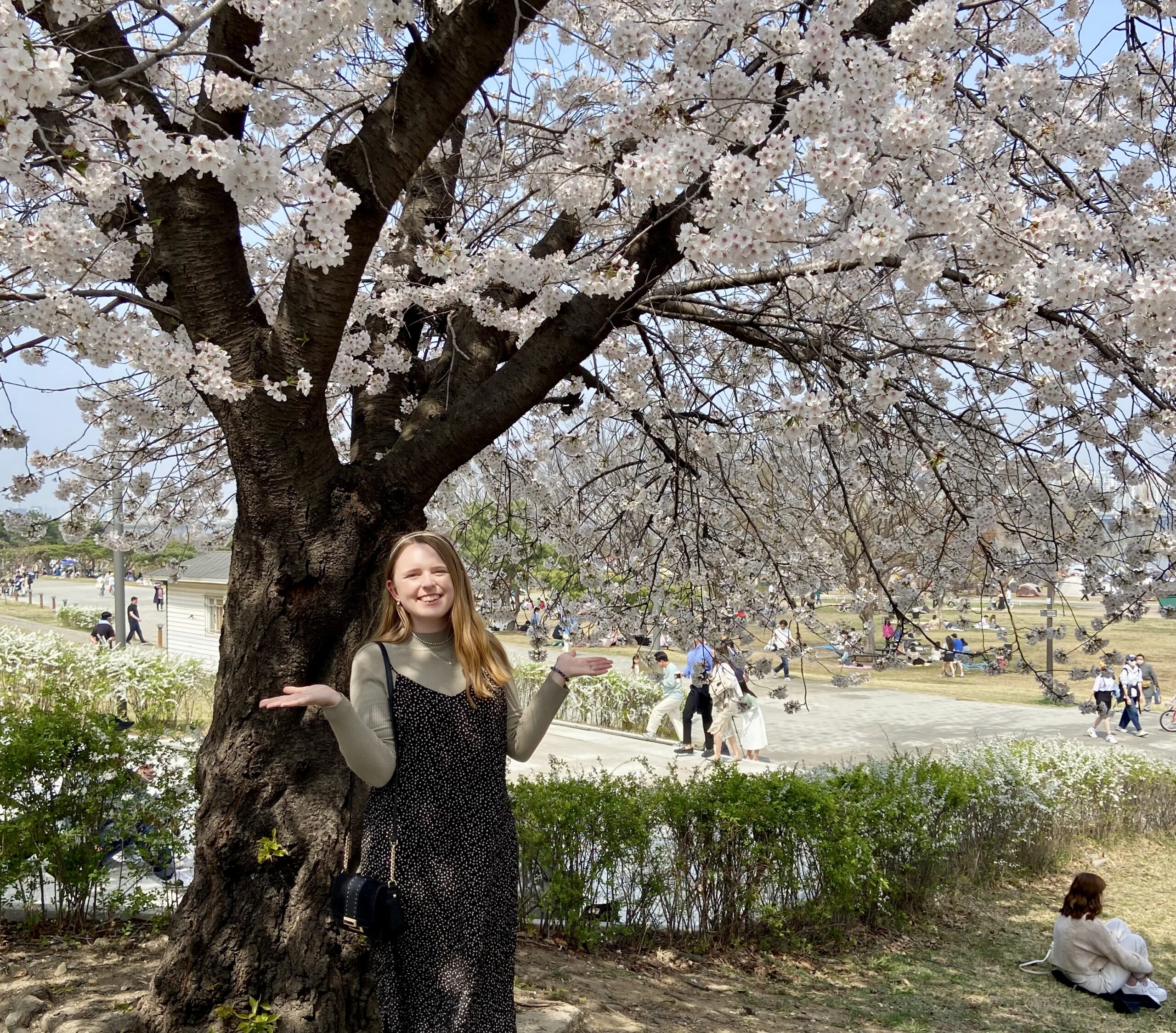 A woman standing below a cherry blossom tree at Yeouido Hangang Park