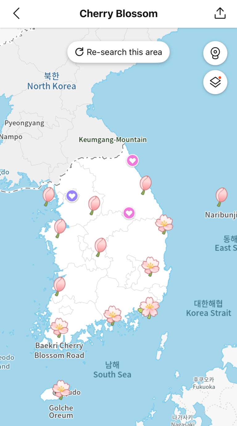 A screenshot of Kakao Map's cherry blossom search feature.