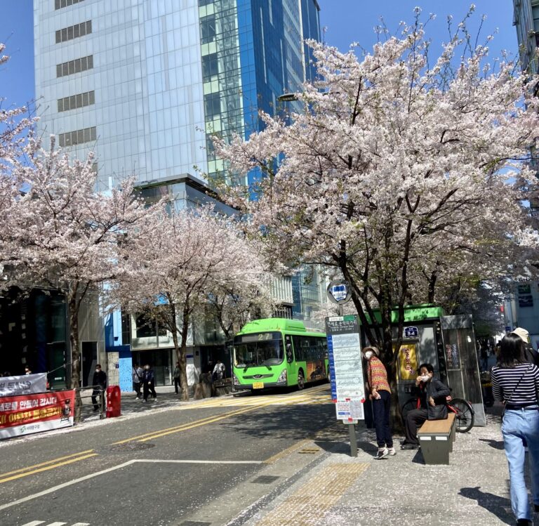 A street with cherry blossom trees in Seoul, South Korea.
