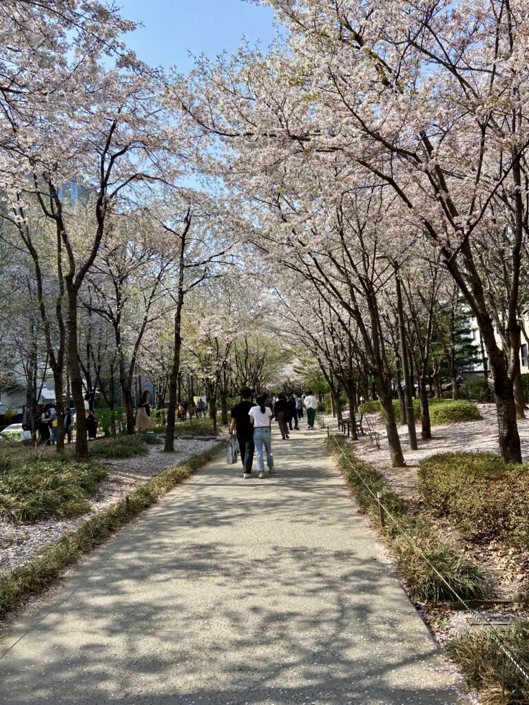 A path lined with cherry blossom trees at Gyeongui Line Forest Park in Seoul.