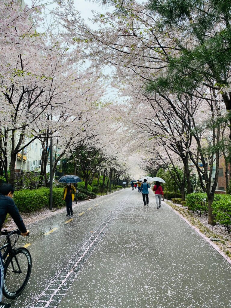 Cherry blossoms at Gyeongui Line Forest Park in Seoul on a rainy day.