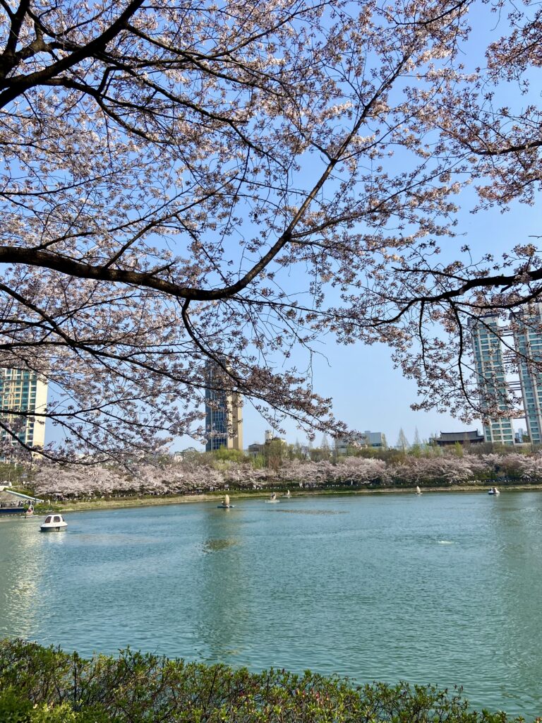 Cherry blossoms over the water at Seokchon Lake in Seoul.