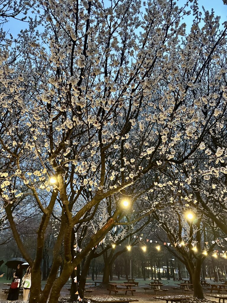 Cherry blossom trees in Seoul Forest at night.