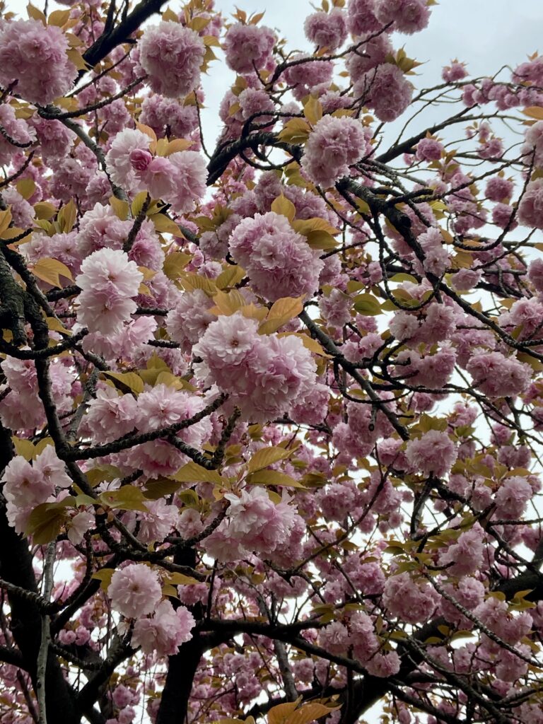 King cherry blossoms at Boramae Park in Seoul.