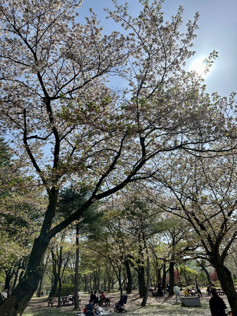 Families picnicking under cherry blossom trees at Seoul Grand Park.